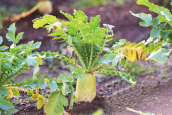 Kannon Onsen Kannon Farm Vegetables