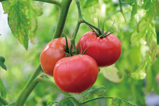 Kannon Onsen Kannon Farm Tomatoes