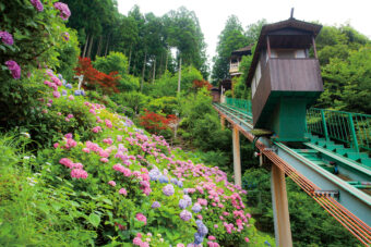 かずら橋ケーブルカー紫陽花