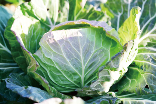 観音温泉　観音農園　野菜