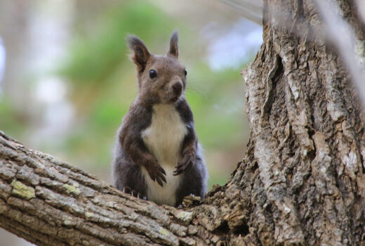 Image: Hokkaido squirrel