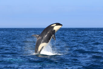 Image: Killer whale