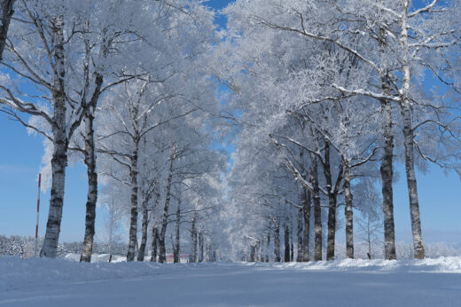 Image: Tokachi River, Otofuke Town, frost-covered trees