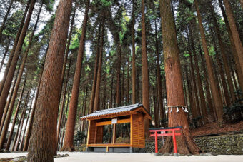 Image: Centennial Cedar Garden