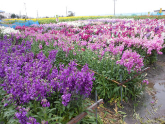 画像：白間津のお花畑