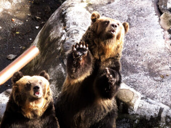 画像：登別クマ牧場
