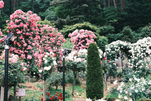 花巻温泉バラ園