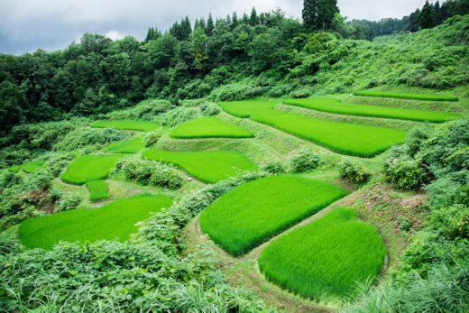 画像：十日町棚田