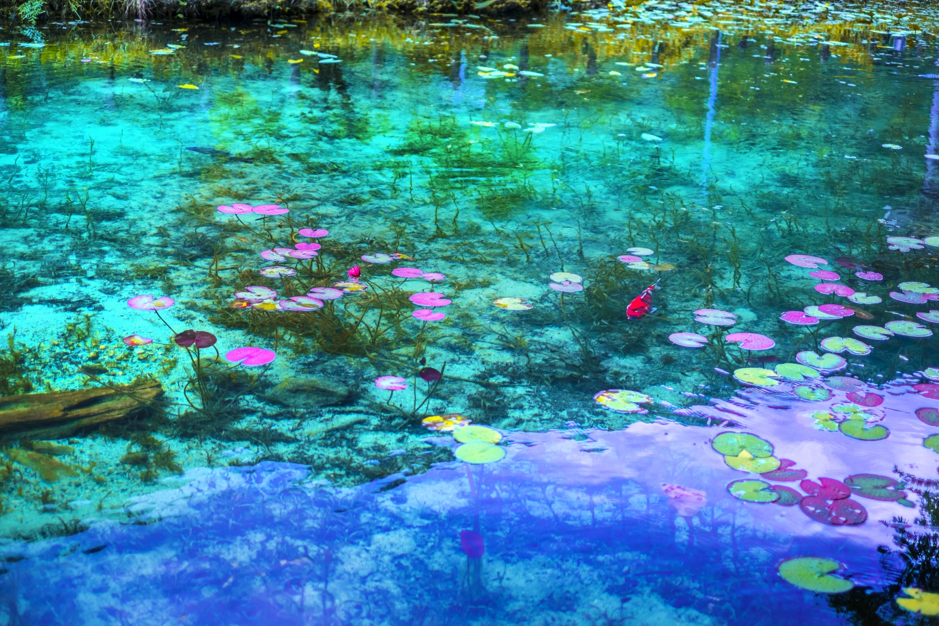 Monet's Pond in Seki City