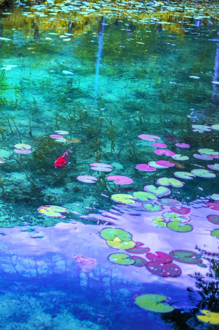 関市モネの池