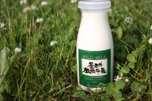 養老牛放牧牛乳